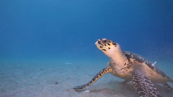 120 Fps超级慢动作海景与霍克斯比尔海龟在加勒比海珊瑚礁 库拉索岛 — 图库视频影像