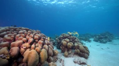 Karayip Denizi 'nin mercan resifinde çeşitli balık, mercan ve süngerle kaplı deniz burnu, Curacao