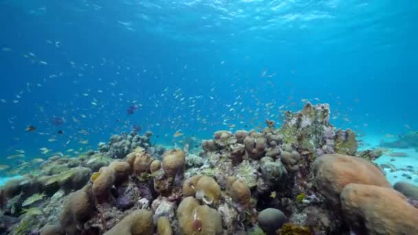 Capa Marinha Com Vários Peixes Corais Esponjas Recife Coral Mar — Vídeo de Stock