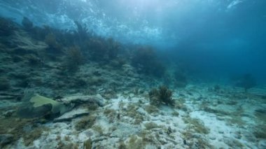 Karayip Denizi 'nin mercan resifinde çeşitli balık, mercan ve süngerle kaplı deniz burnu, Curacao