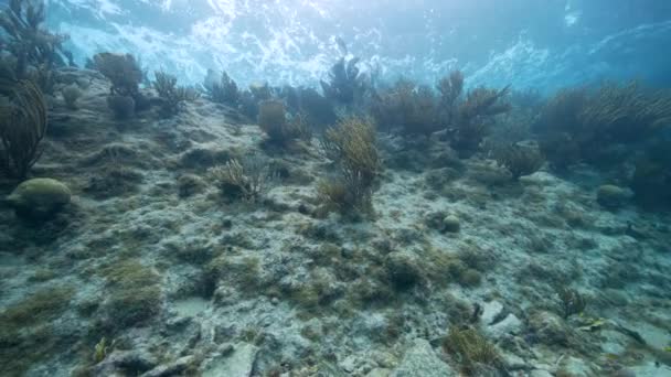 在加勒比海 库拉索岛的珊瑚礁中 有各种鱼 珊瑚和海绵的海景 — 图库视频影像