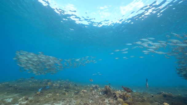 120 Fps Super Slow Motion Seascape Csalilabdával Karib Tenger Korallzátonyának — Stock videók