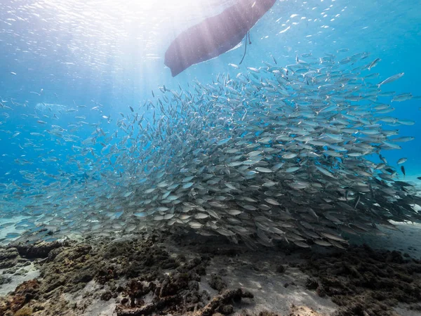 Seascape with Bait Ball, School of Fish, Mackerel fish in the coral reef of the Caribbean Sea, Curacao