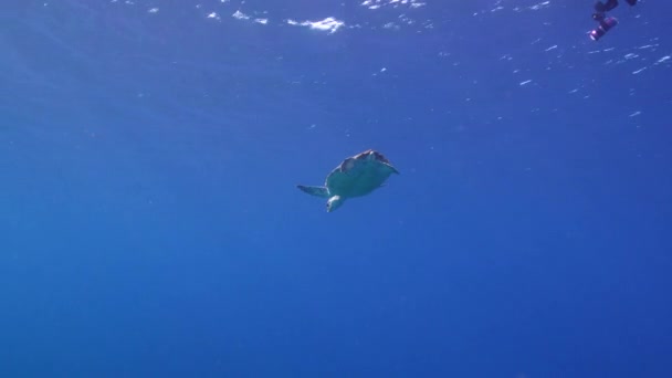 Seelandschaft Mit Falkenschnabelschildkröte Korallenriff Der Karibik Curacao — Stockvideo