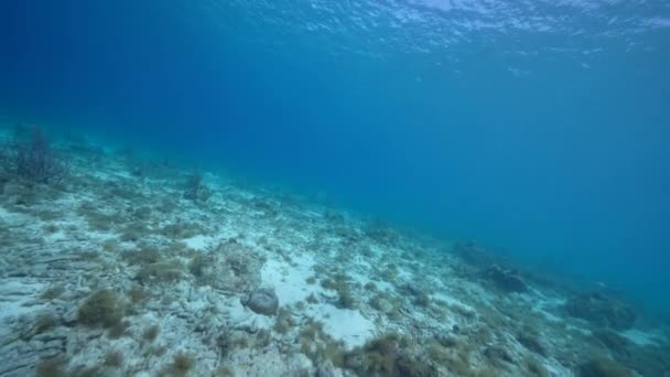 Estilo Fpv Seascape Com Vários Peixes Coral Esponja Recife Coral — Vídeo de Stock