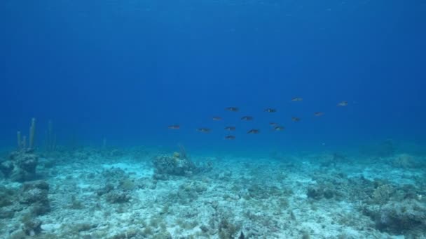 Fpv Styl Seascape Různými Rybami Korály Houbami Korálovém Útesu Karibského — Stock video