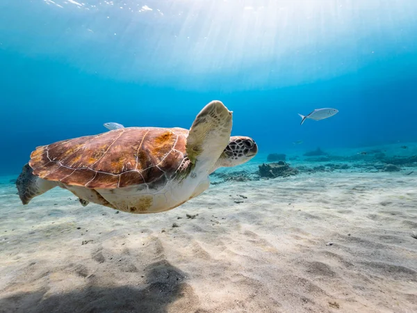 Paisaje Marino Con Tortuga Verde Mar Caribe Alrededor Curazao — Foto de Stock