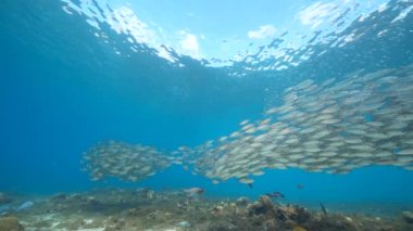 4K 120 fps Super Slow Motion Seascape with Bait Ball, School of Fish in the Mercan Reef of the Caribbean Sea, Curacao