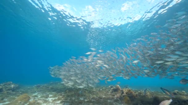 120 Fps Super Slow Motion Seascape Bait Ball School Fish — Stok video