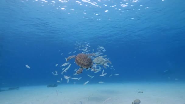 Havslandskap Med Green Sea Turtle Korallrevet Karibiska Havet Curacao — Stockvideo