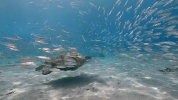 Seascape Green Sea Turtle Coral Reef Caribbean Sea Curacao — Video Stock