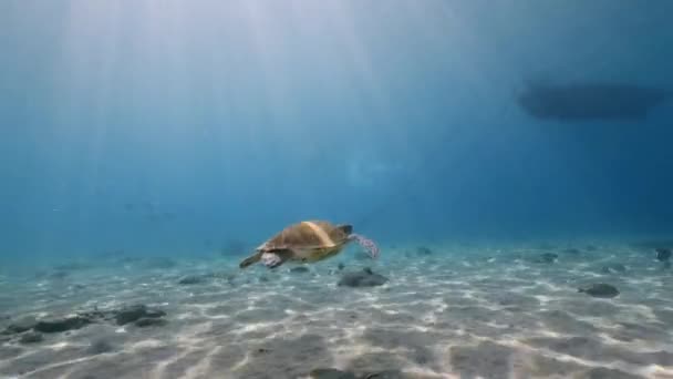 Seascape Green Sea Turtle Coral Reef Caribbean Sea Curacao — Stockvideo