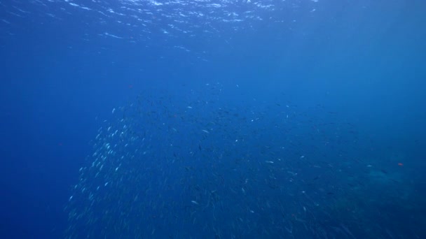 120 Fps Super Slow Motion Seelandschaft Mit Fischschwärmen Korallenriff Der — Stockvideo
