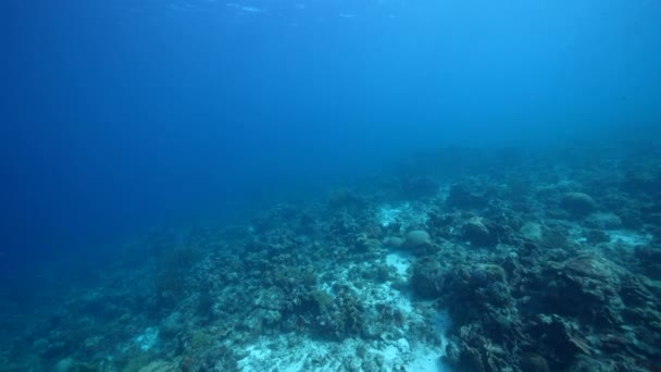 Estilo Fpv Seascape Com Vários Peixes Coral Esponja Recife Coral — Vídeo de Stock