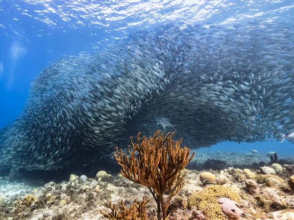 Seelandschaft Mit Köderball Fischschwärmen Makrelenfischen Korallenriff Der Karibik Curacao — Stockfoto