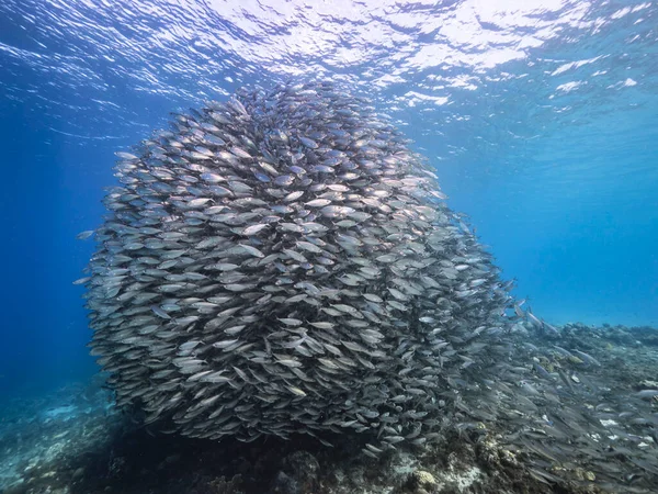 Seascape with Bait Ball, School of Fish, Mackerel fish in the coral reef of the Caribbean Sea, Curacao