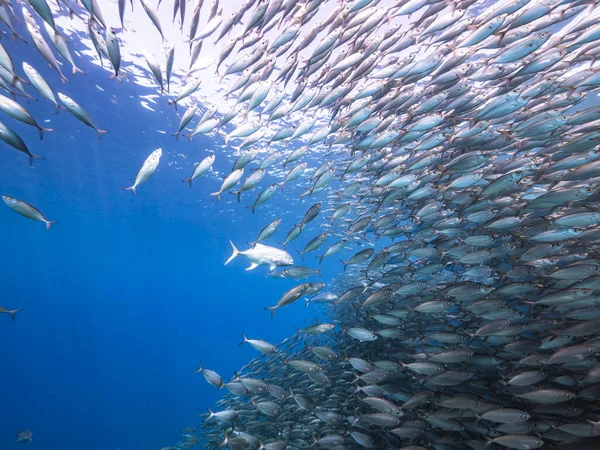 Zeegezicht Met Bait Ball School Fish Makreel Vis Het Koraalrif — Stockfoto