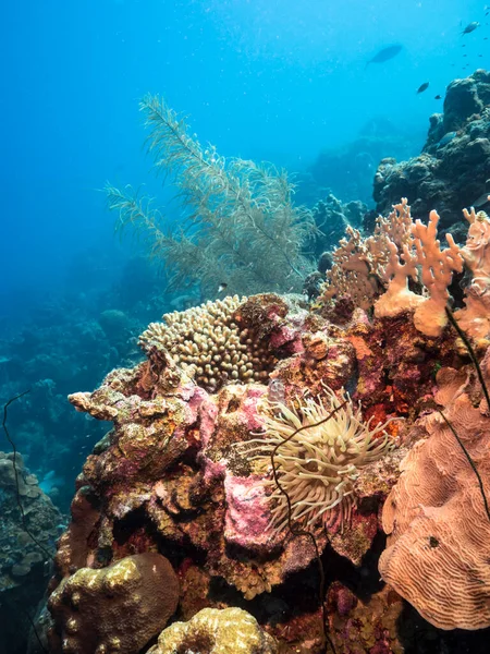 Seascape with Sea Anemone, coral, and sponge in the coral reef of the Caribbean Sea, Curacao