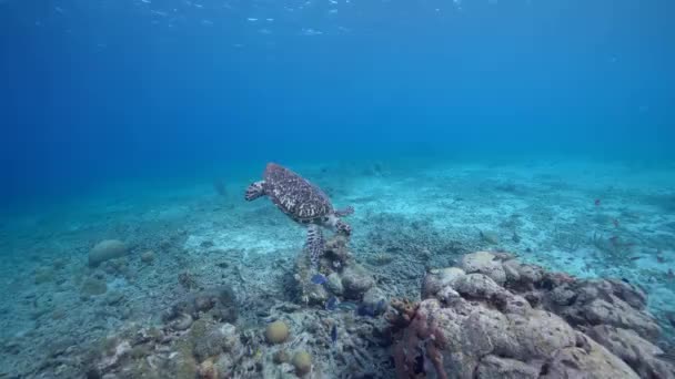 Seascape Hawksbill Sea Turtle Coral Reef Caribbean Sea Curacao — Stock Video