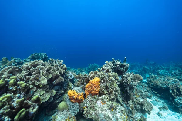 Przylądek Morski Różnymi Rybami Koralowcami Gąbką Rafie Koralowej Morza Karaibskiego — Zdjęcie stockowe