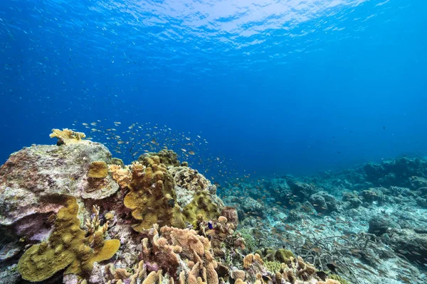 Capa Marinha Com Vários Peixes Corais Esponjas Recife Coral Mar — Fotografia de Stock