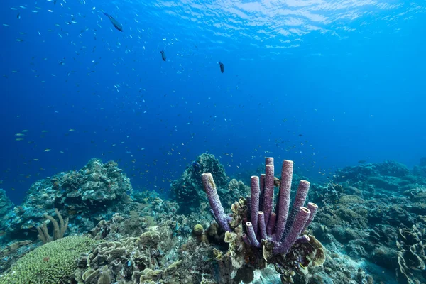 Capa Marinha Com Vários Peixes Corais Esponjas Recife Coral Mar — Fotografia de Stock