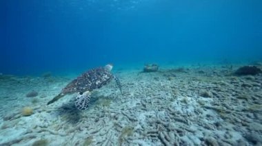 Karayip Denizi 'nin mercan kayalıklarında Şahin Gagalı Deniz Kaplumbağası, Curacao