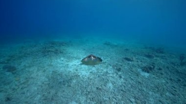 Karayip Denizi 'nin mercan kayalıklarında Şahin Gagalı Deniz Kaplumbağası, Curacao