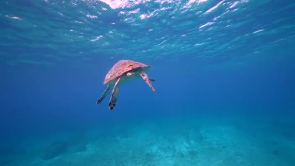 库拉索岛 加勒比海珊瑚礁中的海景和霍克斯比尔海龟 — 图库视频影像