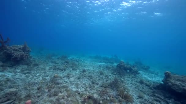 Stile Fpv Mare Con Vari Pesci Coralli Spugne Nella Barriera — Video Stock
