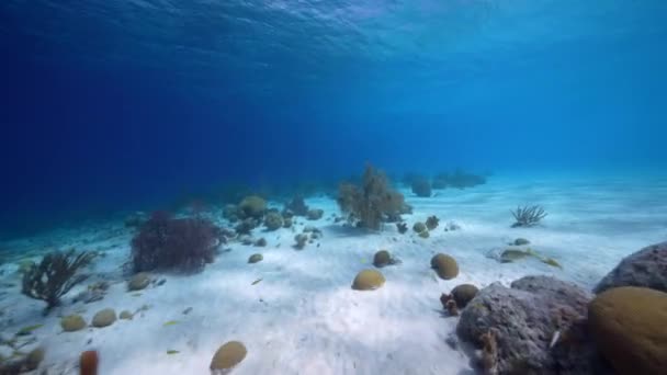 Fpv Στυλ Seascape Διάφορα Ψάρια Κοράλλια Και Σφουγγάρι Στον Κοραλλιογενή — Αρχείο Βίντεο
