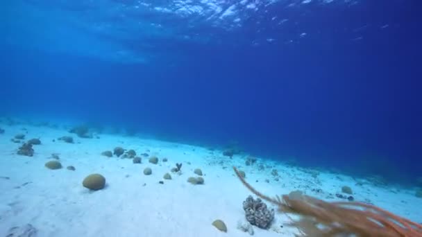 Fpv Tarzı Karayip Denizi Nin Mercan Kayalıklarında Çeşitli Balık Mercan — Stok video