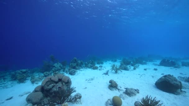 Fpv Stil Meereslandschaft Mit Verschiedenen Fischen Korallen Und Schwämmen Korallenriff — Stockvideo