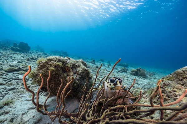 Przylądek Morski Żółwiem Morskim Hawksbill Morzu Karaibskim Wokół Curacao — Zdjęcie stockowe