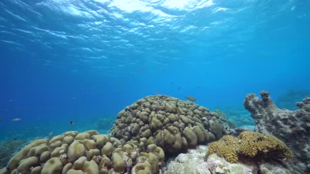 카라카스 제도의 산호초에 물고기 스펀지를 가지고 즐기는 — 비디오