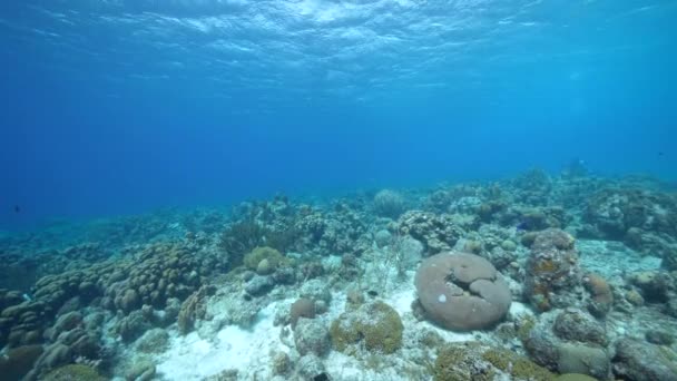 Capa Marinha Com Vários Peixes Corais Esponjas Recife Coral Mar — Vídeo de Stock