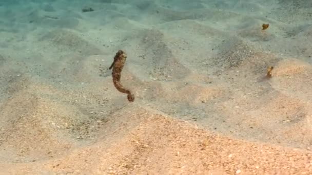 Havslandskap Med Seahorse Sandig Mark Karibiska Havet Curacao — Stockvideo