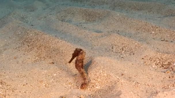Seascape Seahorse Sandy Ground Caribbean Sea Curacao — Stockvideo