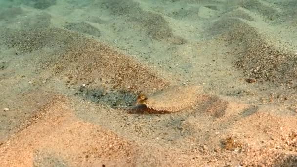 Seascape Flounder Sandy Ground Caribbean Sea Curacao — ストック動画