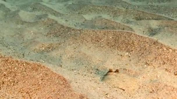 Seascape Flounder Sandy Ground Caribbean Sea Curacao — Stock videók