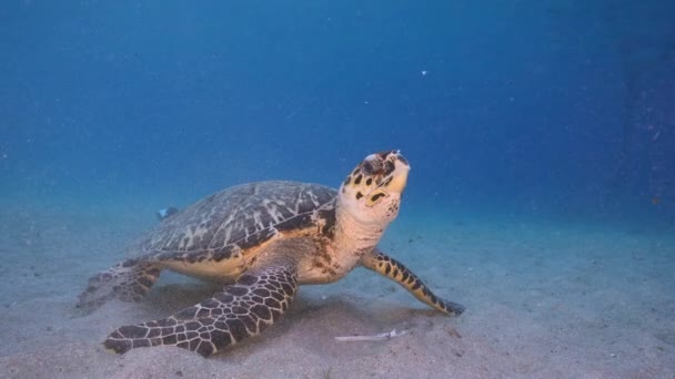 120 Fps Super Slow Motion Seascape Mit Hawksbill Sea Turtle — Stockvideo