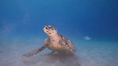 4K 120 fps Super Slow Motion Seascape ve Şahin gagalı Deniz Kaplumbağası Karayip Denizi mercan kayalıklarında, Curacao