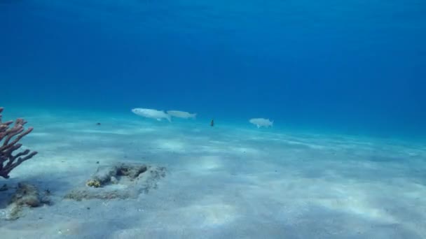 Seascape School Fish Coral Reef Caribbean Sea Curacao — Stock video