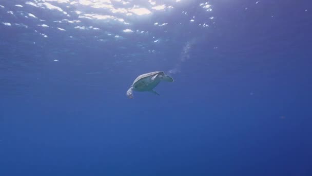 Seascape Green Sea Turtle Coral Reef Caribbean Sea Curacao — Video Stock