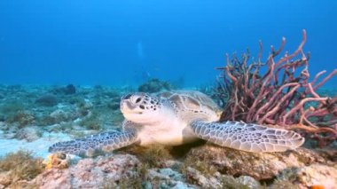 Seascape with Green Sea Turtle in the coral reef of the Caribbean Sea, Curacao