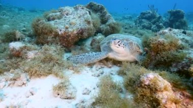 Seascape with Green Sea Turtle in the coral reef of the Caribbean Sea, Curacao