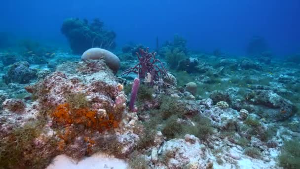 Seascape Green Sea Turtle Coral Reef Caribbean Sea Curacao — 图库视频影像