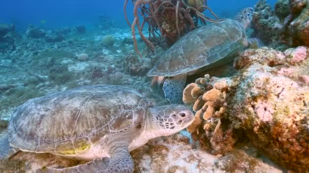 Seascape Green Sea Turtle Coral Reef Caribbean Sea Curacao — Stockvideo