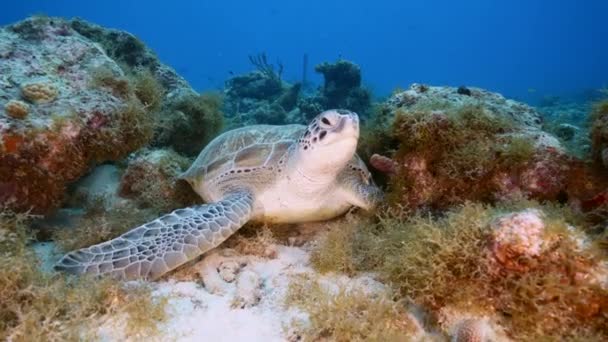 Seascape Green Sea Turtle Coral Reef Caribbean Sea Curacao — Stockvideo