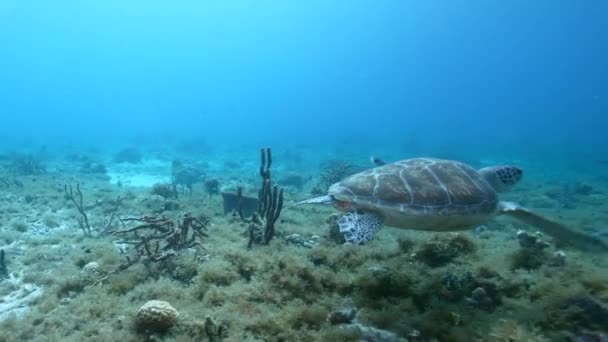 Seascape Green Sea Turtle Coral Reef Caribbean Sea Curacao — 图库视频影像